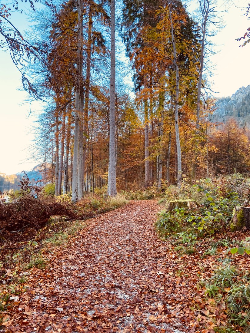 C4380015-EE47-4181-9CA5-F2B8237F1335